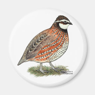 Bobwhite Quail Rooster Magneet