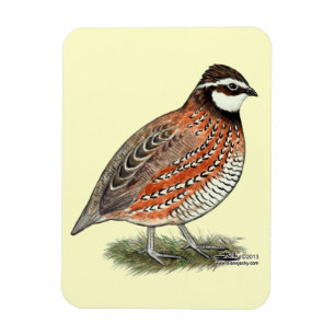 Bobwhite Quail Rooster Magneet