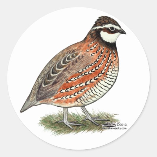 Bobwhite Quail Rooster Ronde Sticker (Voorkant)
