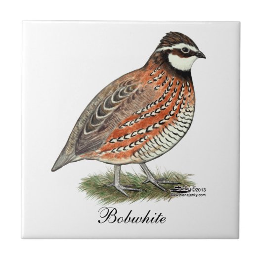Bobwhite Quail Rooster Tegeltje (Voorkant)