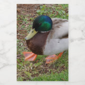 Bocaux Étiquette de conteneur de nourriture pour canard v (Étiquettes simples)