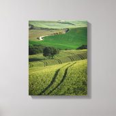 Bochtige lijnen in groene Toscaanse canvas print (Voorkant)