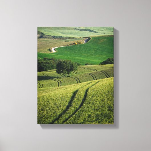 Bochtige lijnen in groene Toscaanse canvas print (Voorkant)