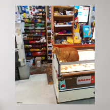 Bodega Cat