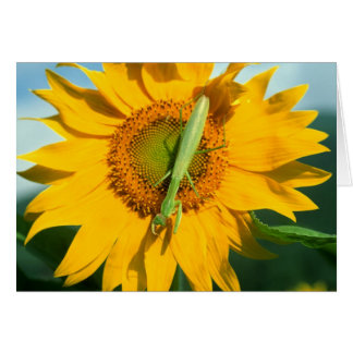 Bodemantis in een zonnebloem