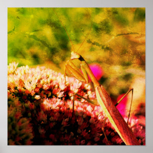 Bodemantis op Abstracte kieuwboon Poster