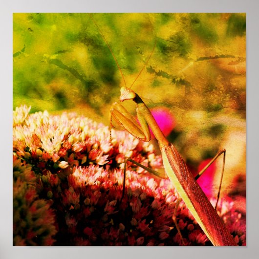 Bodemantis op Abstracte kieuwboon Poster (Voorkant)