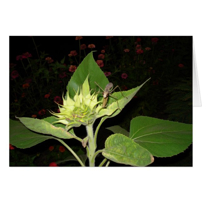 Bodemantis op zonnebloemen (Voorkant Horizontaal)