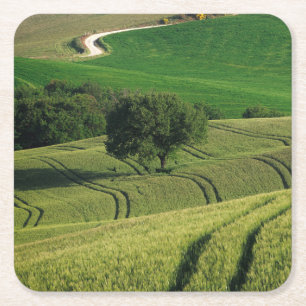 Bodemlijnen in het groene onderzetter van Toscane