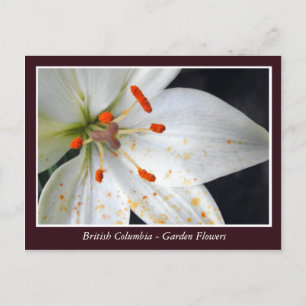 Bodemtuinbloemen Briefkaart