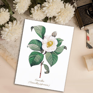 Bodemwitte Camellia Blossom Briefkaart