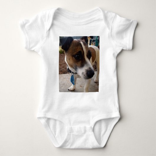 Body Attraction de chien Fox Terrier, (Devant)