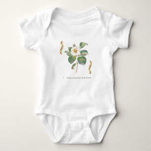 Body Camellia japonica 'Alba Plena'
