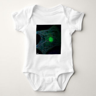Body Cardiomyocyte embryonnaire de poulet