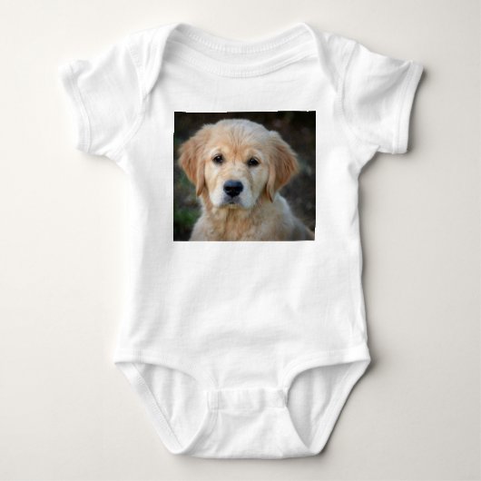 Body Chiot Golden Retriever (Devant)