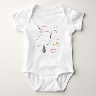 Body Diagramme d'installation de Boilie pour la pêche