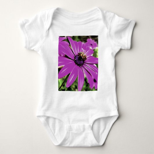 Body Honey Bee Sur Un Daisy Africain Violet (Devant)