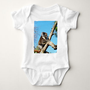Body Ours De Koala Dans L'Ancien Pin,