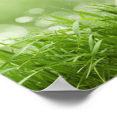 Boeddha - Elke morgen. Poster (Hoek)