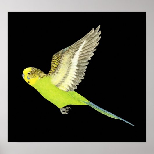 Boedgerigar flight - Melopsittacus undulatus Poster (Voorkant)