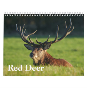 boeiend edelhert kalender