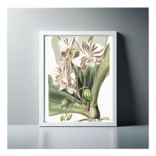 Boeiende mot Orchidee delicate bloemblaadjes Foto Afdruk