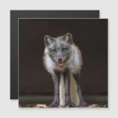 boeiende zilveren vos (Voorkant / Achterkant)