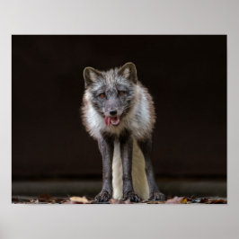 boeiende zilveren vos poster