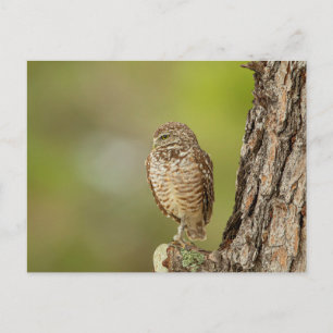 Boeit Owl in Florida Briefkaart