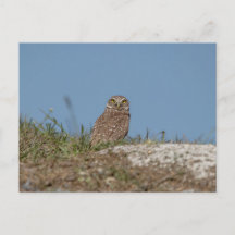 Boeit Owl in Florida