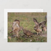 Boeit Owl in Florida Briefkaart (Voorkant / Achterkant)