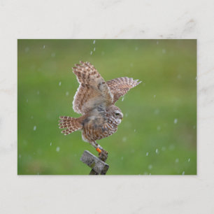 Boeit Owl in Florida Briefkaart
