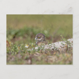 Boeit Owl in Florida Briefkaart