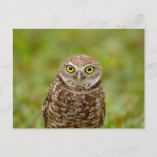 Boeit Owl in Florida Briefkaart