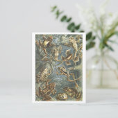  boek Illustratie Kikkers Briefkaart (Staand voorkant)