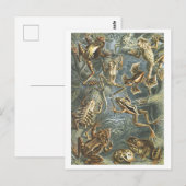  boek Illustratie Kikkers Briefkaart (Voorkant / Achterkant)