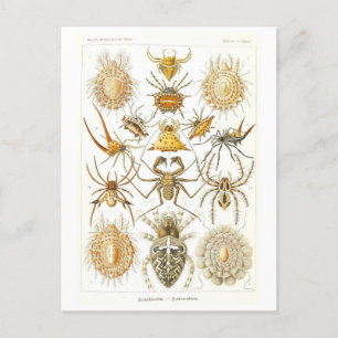  boek Illustratie Spinnen Briefkaart