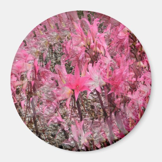 Boeket van Amaryllis..... Magneet (Voorkant)