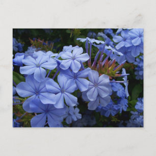 Boeket van Plumbago Aankondigingskaart