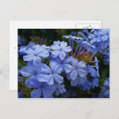 Boeket van Plumbago Aankondigingskaart (Voorkant / Achterkant)