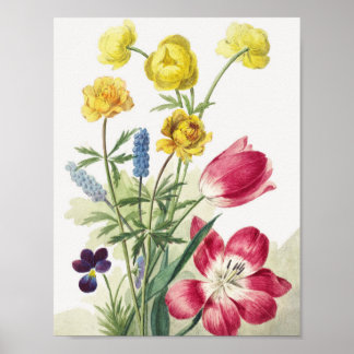 Boeket van tulpen, viooltjes, blauwe fjes poster