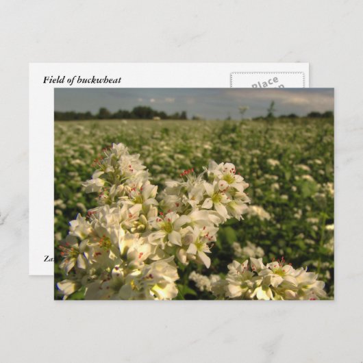 Boekweit Briefkaart (Voorkant / Achterkant)