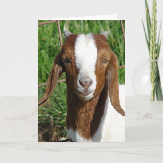 Boer Billy Goat Kind Kaart (Voorkant)