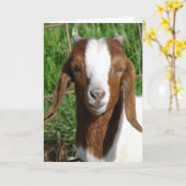 Boer Billy Goat Kind Kaart (Gele Bloem)