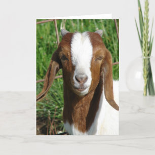 Boer Billy Goat Kind Kaart