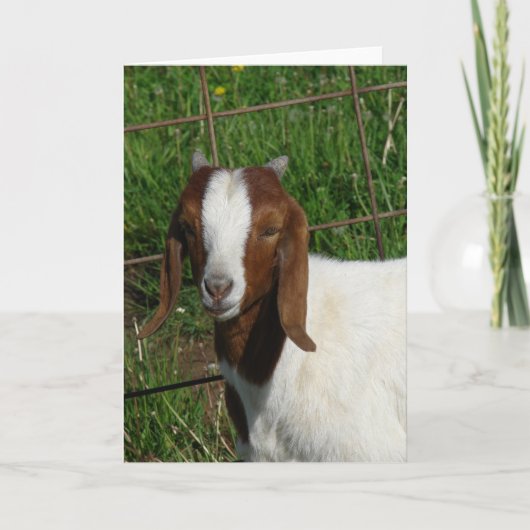 Boer Billy Goat Kind Kaart (Voorkant)