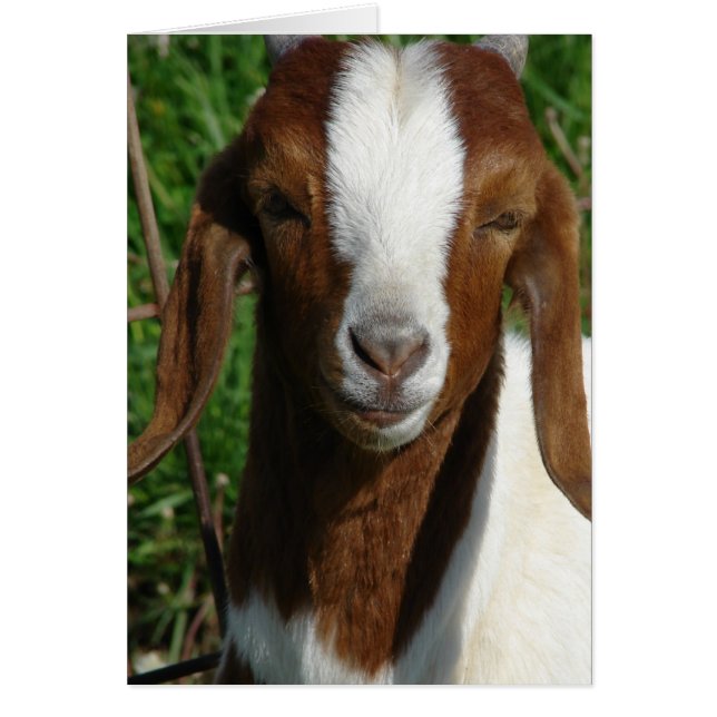 Boer Goat (Voorkant)