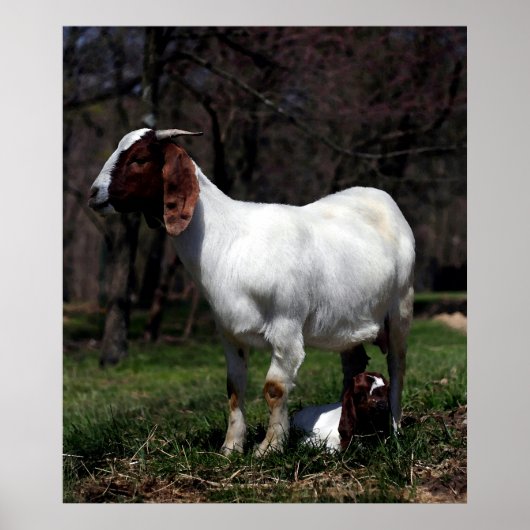 Boer Goat Moeder and Baby Poster Print (Voorkant)