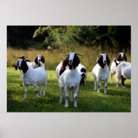 Boer Goat The Gangs All Here Poster Imprimer