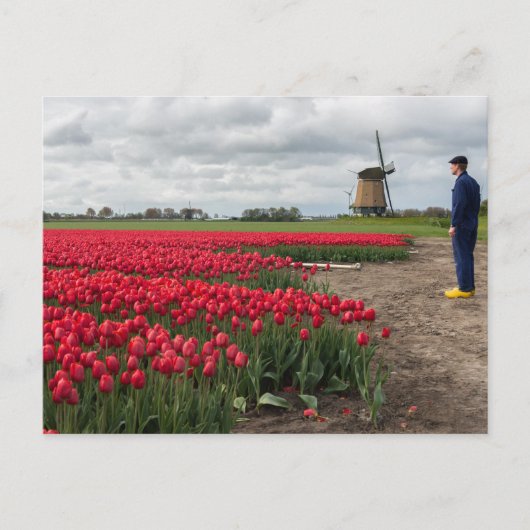 Boer inspecteert zijn tulpen en windmolen briefkaart (Voorkant)